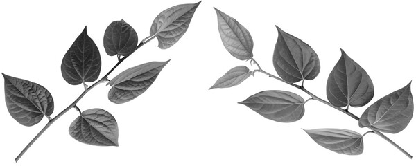 Two Stems With Multiple Betel Leaves Shadows Isolated on a Transparent or White Background