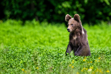 Brown Bear, Ursus arctos, in a meadow in the Bieszczady Mountains in Poland.