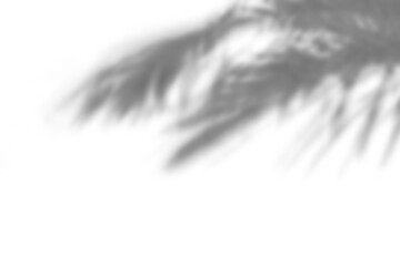 Fototapeta premium abstract palm leaf and shadow reflection on white background.
