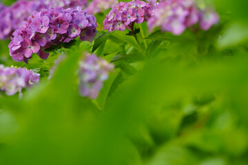 到来、紫陽花の季節