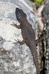 Black Girdled Lizard from Table Mountain SOuth Africa