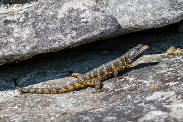 Cape Crag Lizard from Table Mountain South Africa