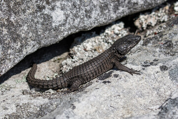 Black Girdled Lizard from Table Mountain South Africa