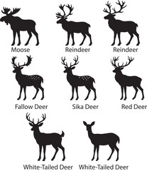 Deer isolated on white background