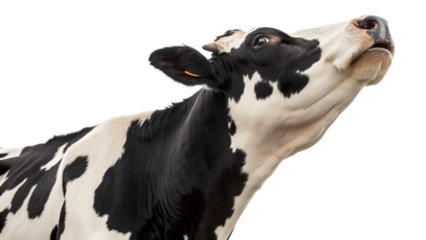 Close-Up Portrait of a Black and White Cow, Head Up