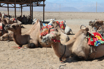 Camels waiting for tourists for camel rides at Jiayu Pass, Jiayuguan in Gansu Province of China