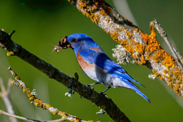 Fototapeta premium Western Bluebird male with Insect Prey on Lichen-Covered Branch