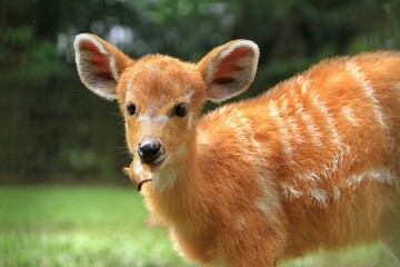 portrait of a cute sitatunga