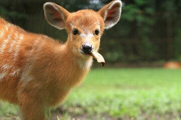 portrait of a cute sitatunga