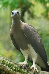 close up of a white bellied sea eagle