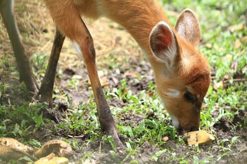 close up of a sitatunga grazing alone