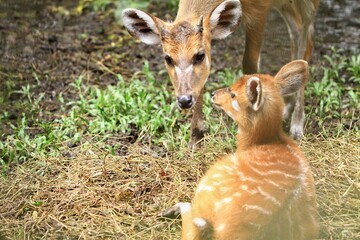 a little sitatunga resting with its mother