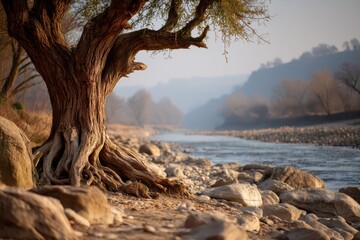 Dead Tree with Exposed Roots on a Dry Riverbank Surrounded by Tangled Branches and Rocks
