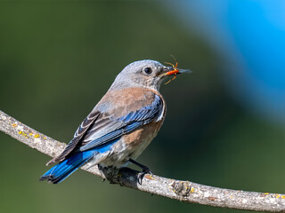 Western Bluebird female with Insect Prey on Lichen-Covered Branch