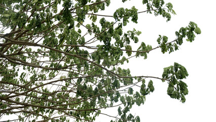 Tree branches with green leaves against a transparent background, the branches are brown and thin, the leaves are small and clustered
