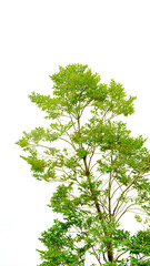 Obraz premium A tree with green leaves and brown branches, isolated on a transparent background, detailed foliage, natural light, vibrant colors, clear sky, botanical illustration