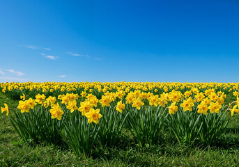 Obraz premium Daffodils bloom creating a scenic field under the clear bright blue sky filling the horizon
