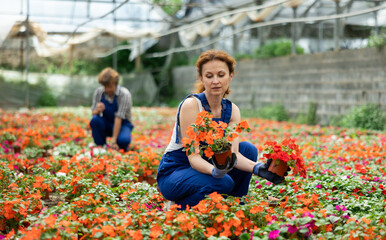 Woman who works at a garden store puts red and orange balsam up for sale. Saleswoman in a...