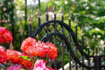 イングリッシュガーデンの薔薇