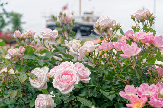 The Hikawa Maru Moored in Yokohama with Pink Roses