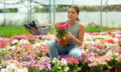 Young woman smiling and choosing pink geraniums in garden shop. Greenhouse visitor looking at...