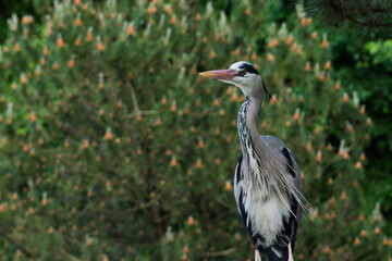 Grey heron standing gracefully among lush greenery in nature