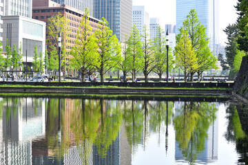 お濠に鮮やかに写り込む和田倉門近くのイチョウ並木道