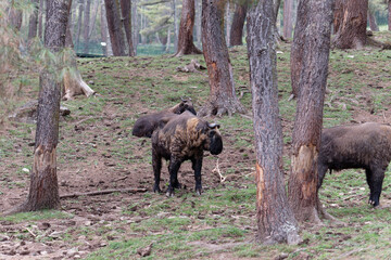 Close up of takin