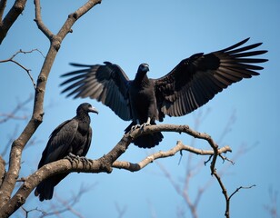 Two black vultures perched on tree branch against clear blue sky. One vulture with spread wings. Wildlife photography features birds nature. Amazing detailed plumage, sharp focus, eye contact.