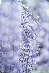 煌めく藤の花