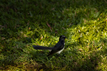 blackbird on the grass
