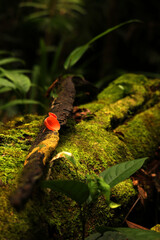 Mushrooms on a log 
