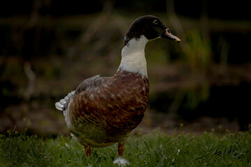 Mr.Duck 