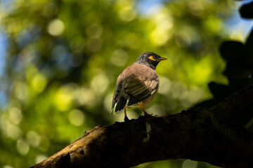 Bird Beauty 