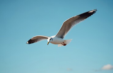 Obraz premium Seagull soaring in vibrant blue sky. White bird with outstretched wings, soaring high above, sunlit day. Wildlife scene evokes freedom, bird watching, ornithology. Sea, ocean background.
