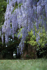煌めく藤の花