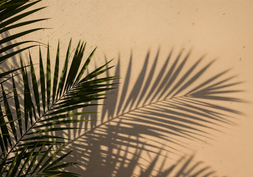 Palm frond casts shadows on stucco wall creating tropical nature aesthetic backdrop design element