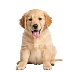 Adorable golden retriever puppy sitting and smiling isolated on transparent background PNG