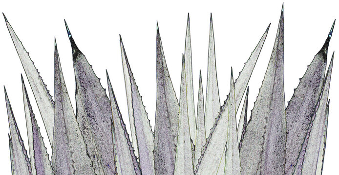 Pointes &eacute;pineuses daga