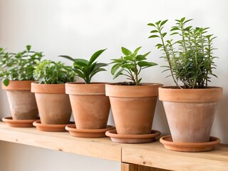 Obraz premium Small plants in terracotta pots