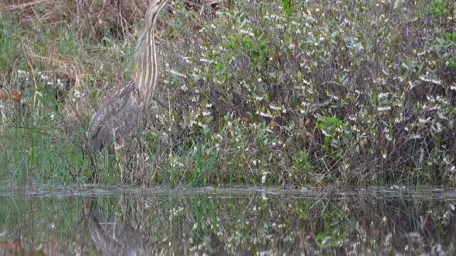 American bittern on lakeside shakes and preens its feathers