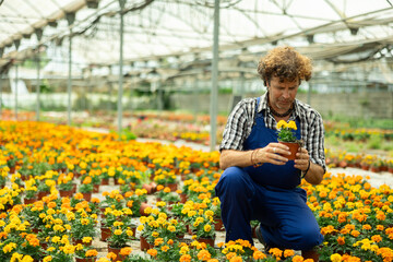 Greenhouse male worker inspects young generation of pot marigolds plants. Ornamental plants,...