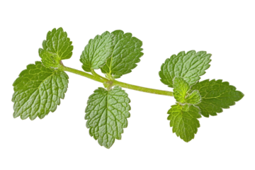 Fresh mint leaves for culinary and herbal remedy applications