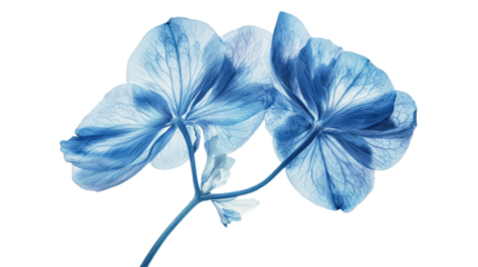 Blue hydrangea flower Transparent background, PNG file