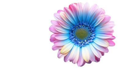 Bright gerbera daisy flower Transparent background, PNG file
