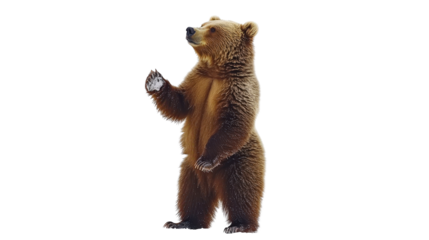 Brown bear standing Transparent background, PNG file