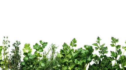 Obraz premium Bunch of fresh herbs including parsley and cilantro Transparent background, PNG file