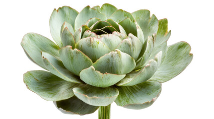 Fototapeta premium Artichoke with tight green petals and thick stem, fresh and whole, Transparent background, PNG file