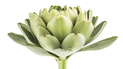 Fototapeta premium Artichoke with tight green petals and thick stem, fresh and whole, Transparent background, PNG file