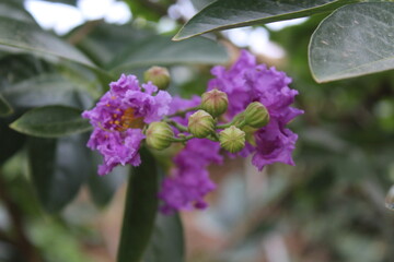 Crape myrtle, crepeflower, or summer lilac purple flowers